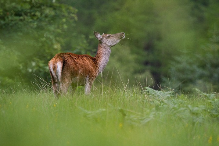 Rothirsch Cervus elaphus